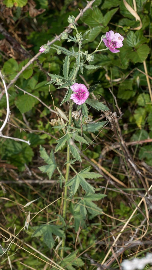 Althaea cannabina / Altea canapina